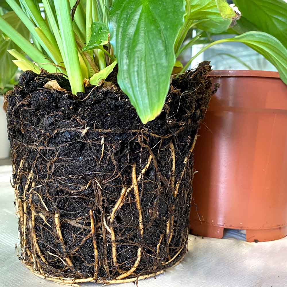 Spathiphyllum Lepelplant verpotten