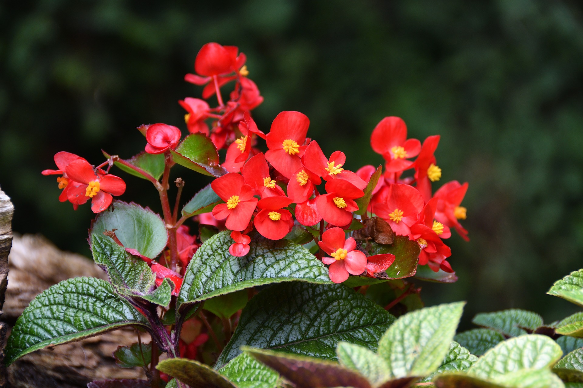 Begonia Symbolische betekenis