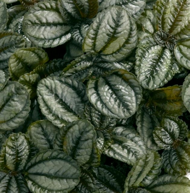 Pilea Peperomioides Pannenkoekenplant subsoorten