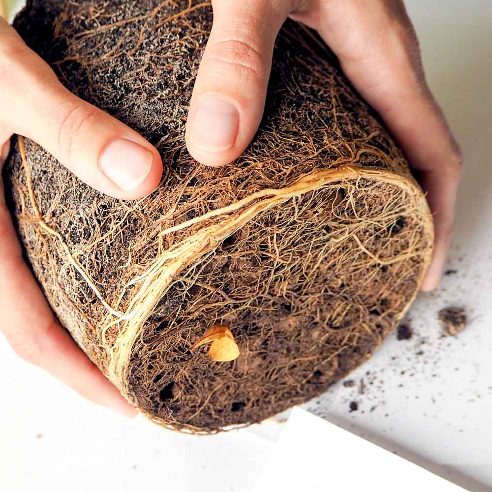 Monstera Gatenplant verpotten verplanten