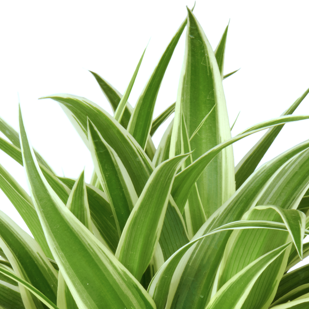 Chlorophytum Graslelie Spiderplant Giftig