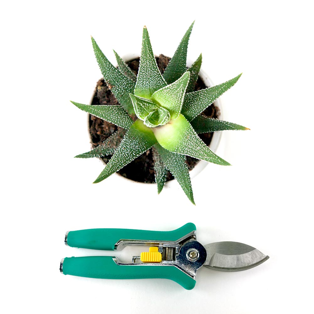 Aloë Vera plant verzorging