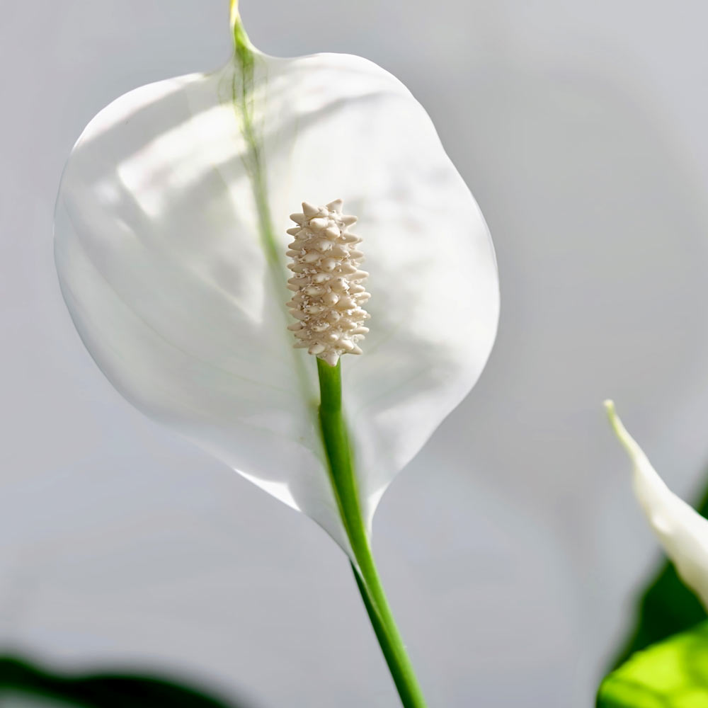 Spathiphyllum Lepelplant standplaats
