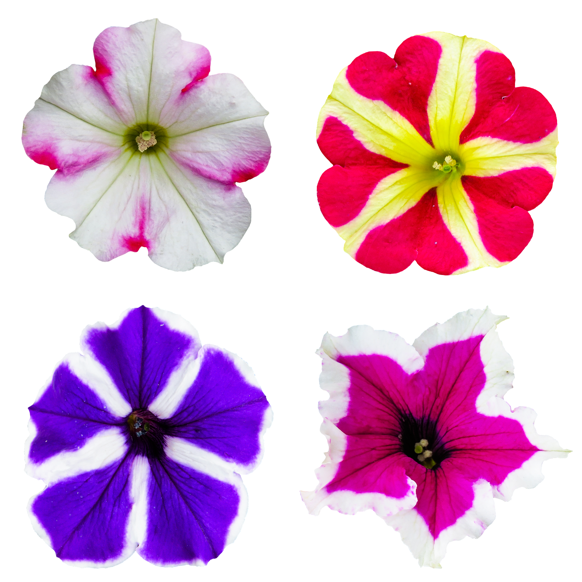 Soorten Petunia