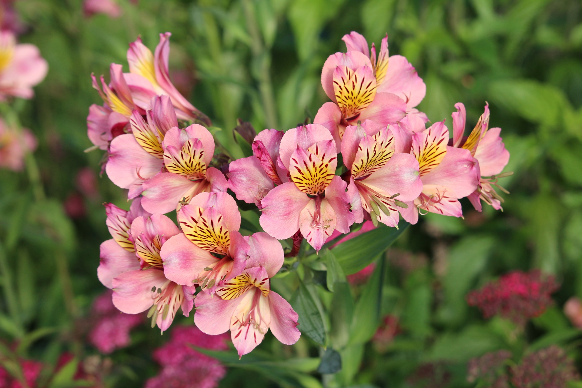 Alstroemeria Soorten