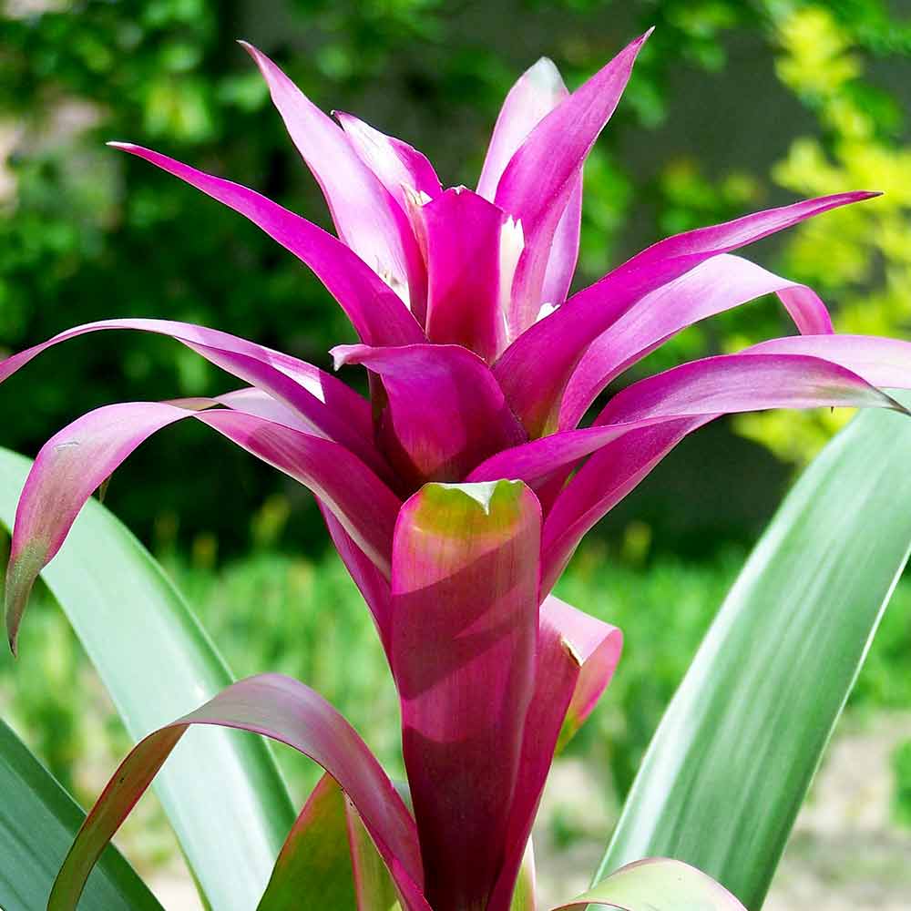 Bromelia ongedierte