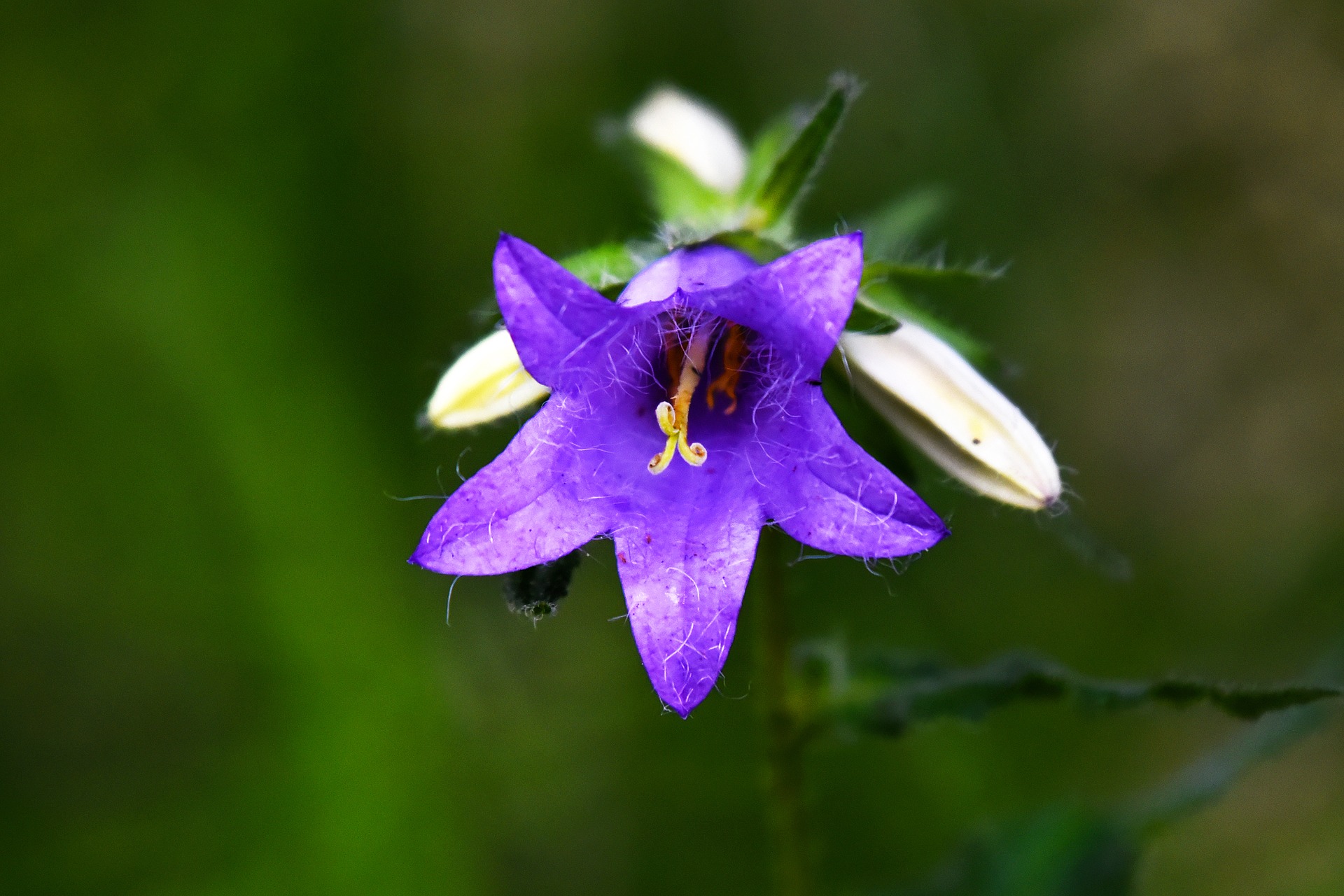 Campanula Bloem