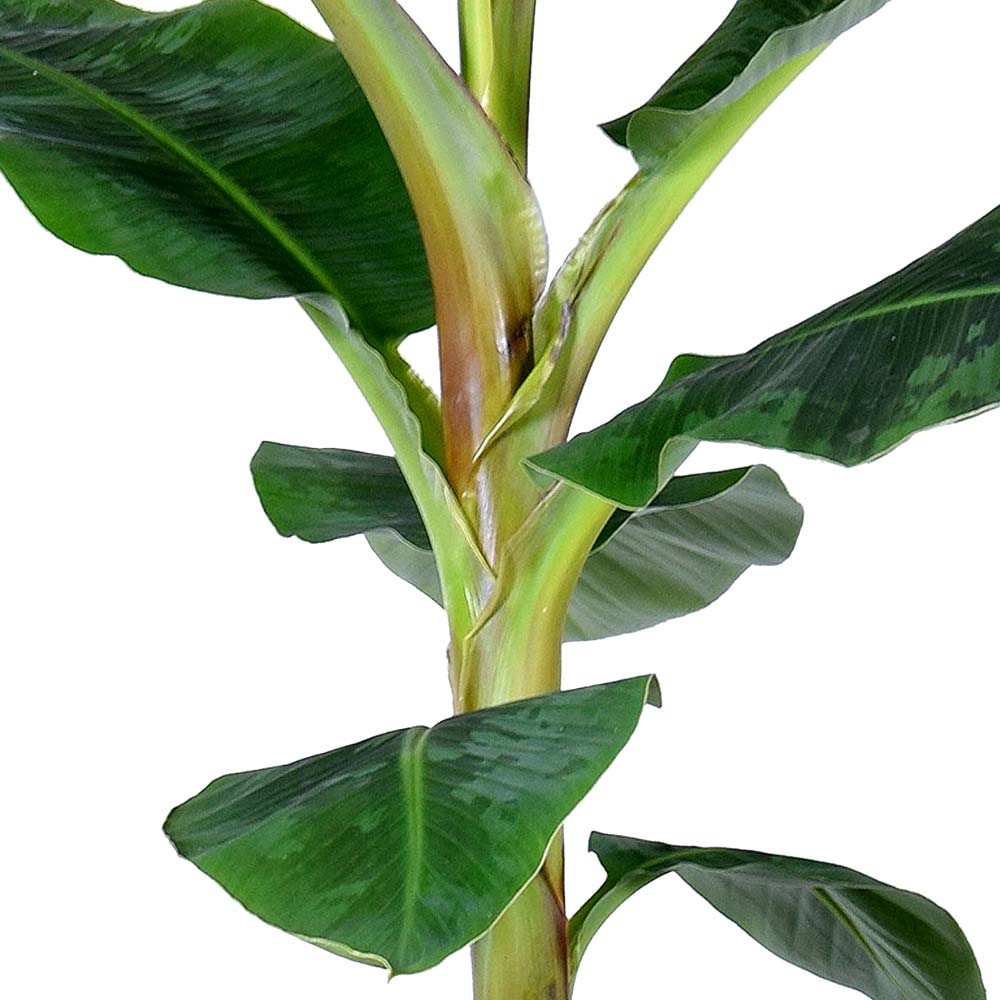 Musa plant Bananenplant verzorging