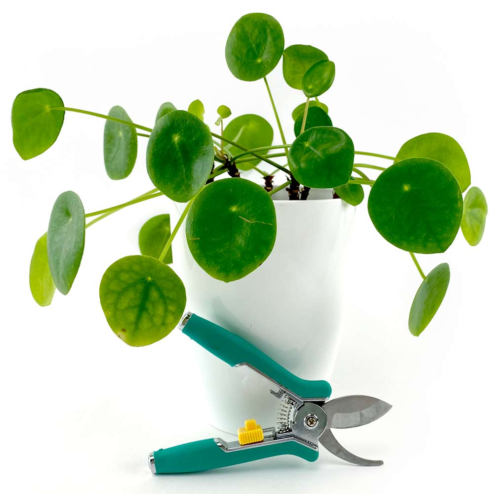 Pilea Peperomioides Pannenkoekenplant snoeien