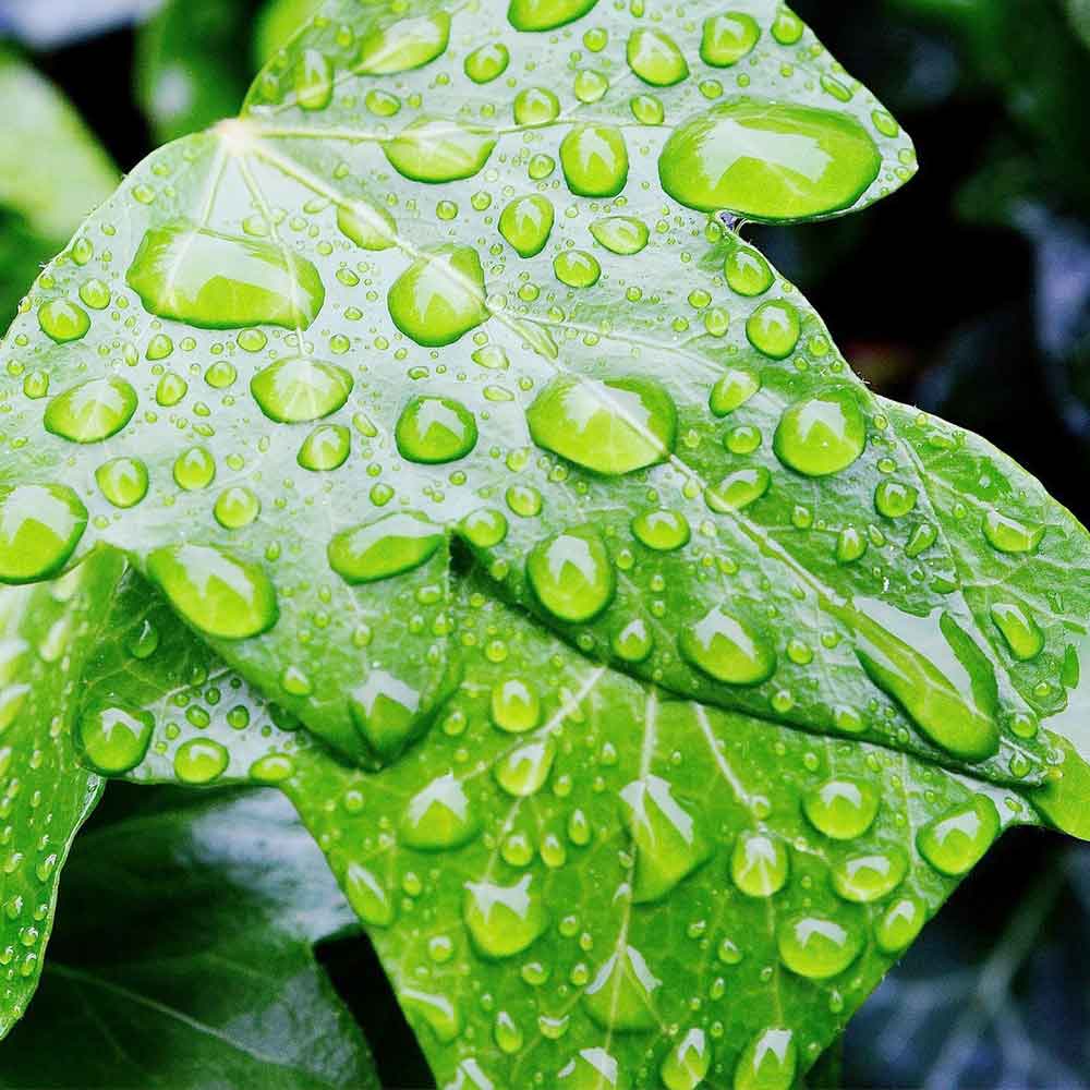 Hedera Klimop water geven