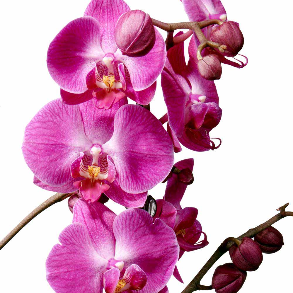 Phalaenopsis Orchidee licht en warmte
