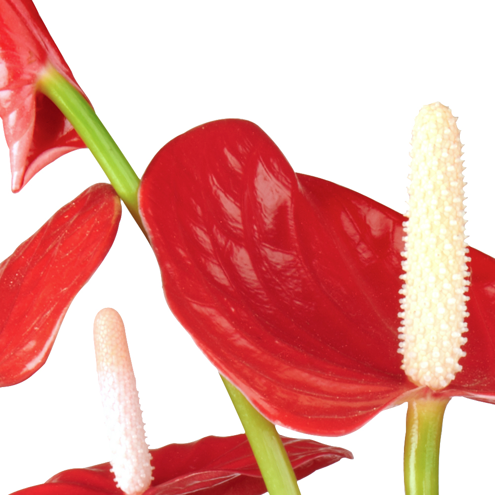 Anthurium Flamingoplant ziektes