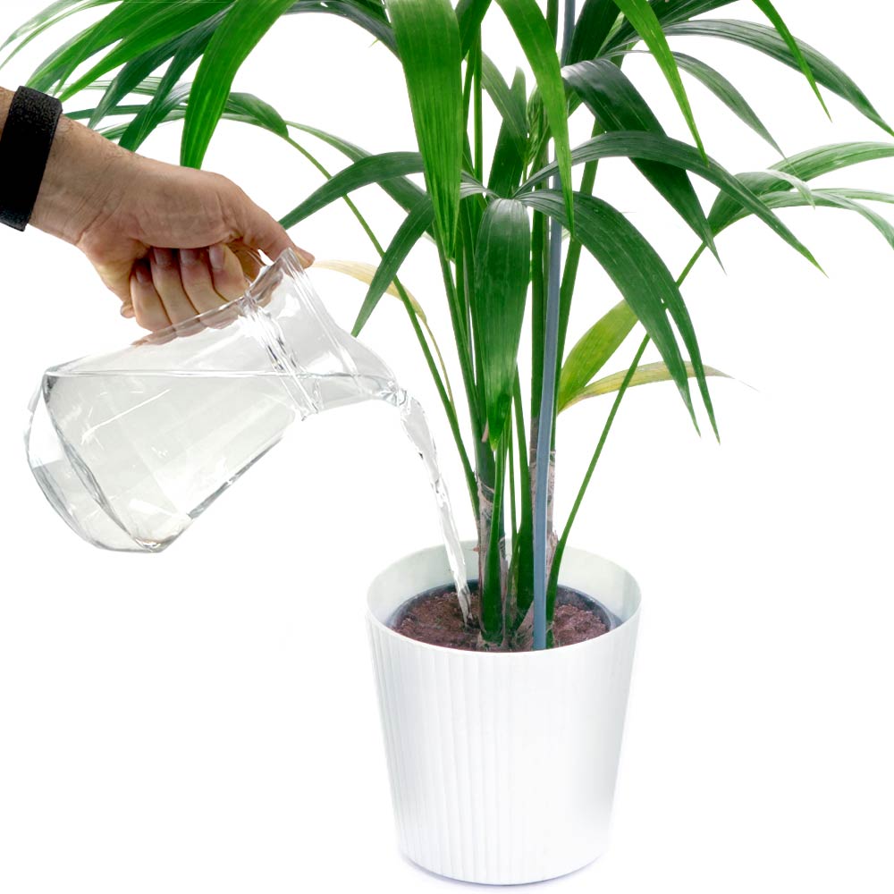Howea Forsteriana | Kentia Palm Water geven