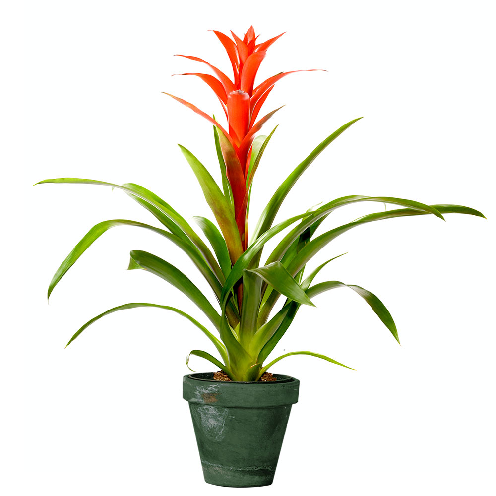 Bromelia in pot