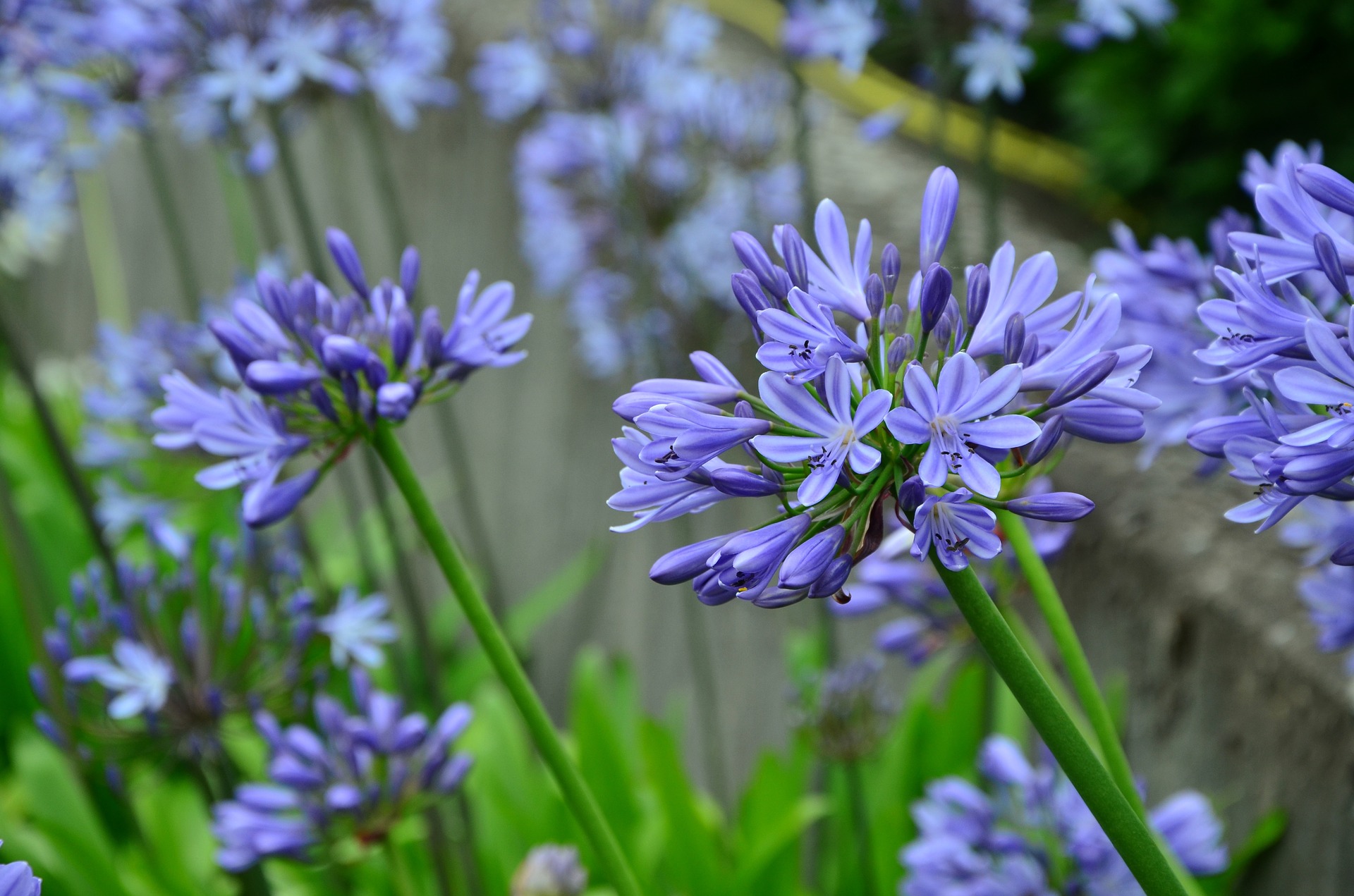Agapanthus Vermeerderen