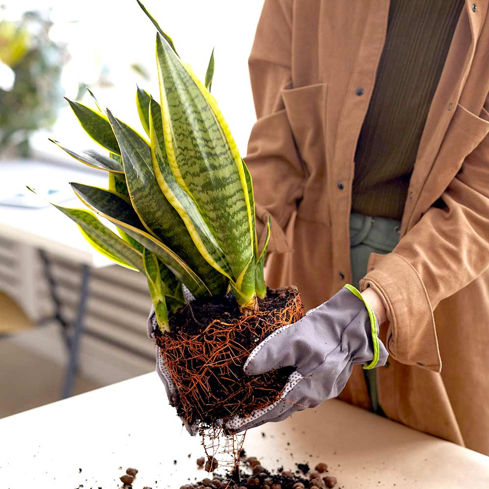Sansevieria Vrouwentong verpotten