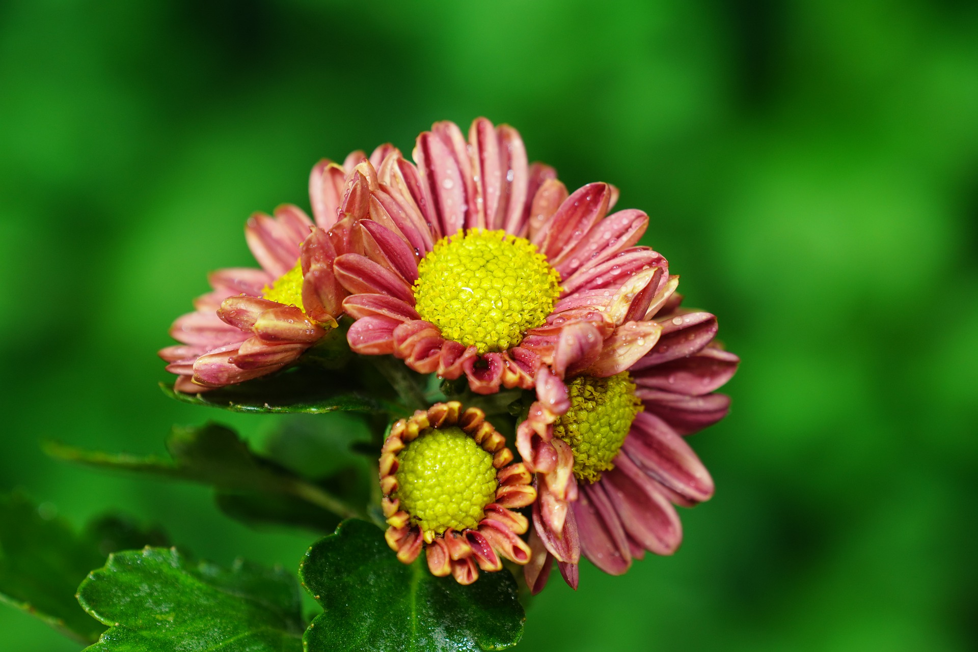 Chrysant Standplaats zon/schaduw