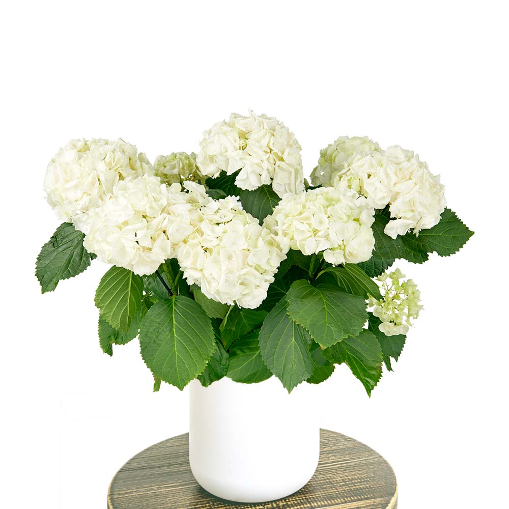 Hydrangea Hortensia pot