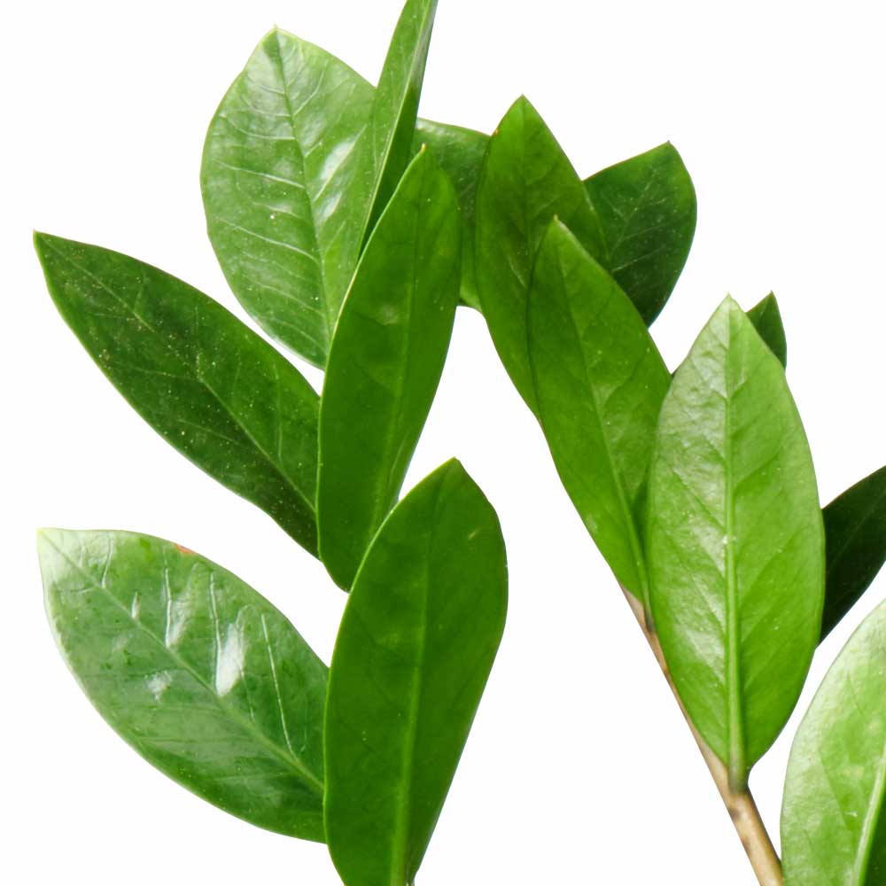 Bloeiende Zamioculcas ZZ-plant Emerald palm