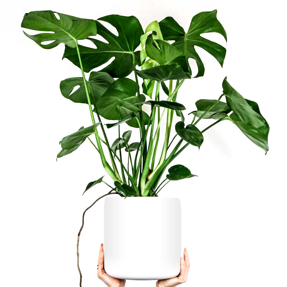 Monstera Gatenplant