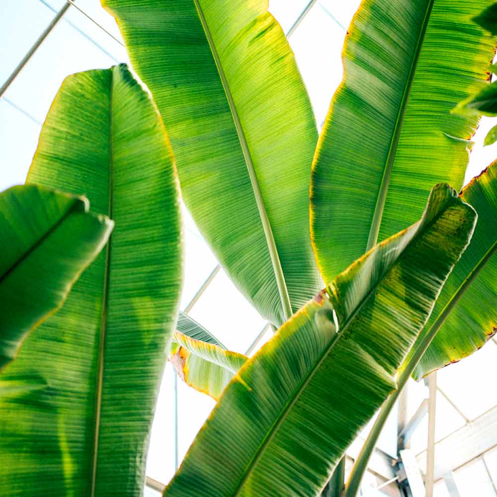 Musa plant Bananenplant standplaats licht en warmte