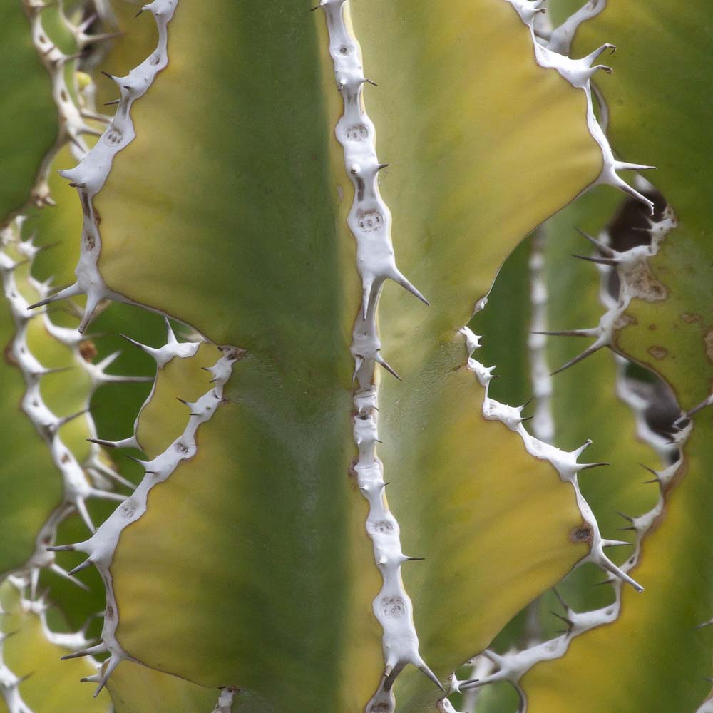 Is de Cactus giftig?