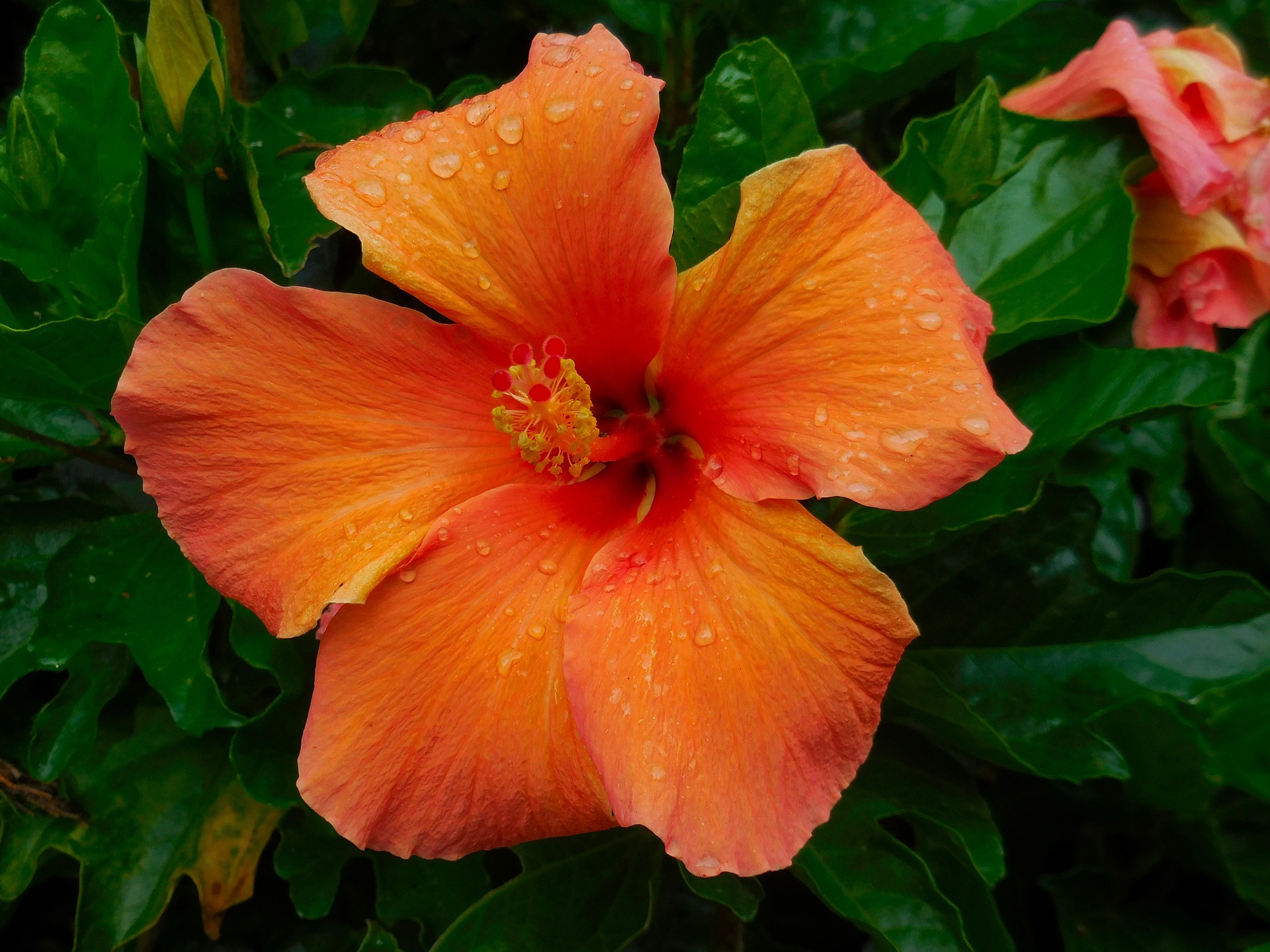 Hibiscus Bloem
