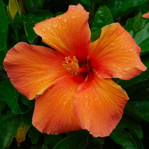 Hibiscus Bloem