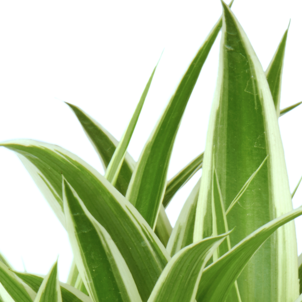 Chlorophytum Graslelie Spiderplant Kenmerken