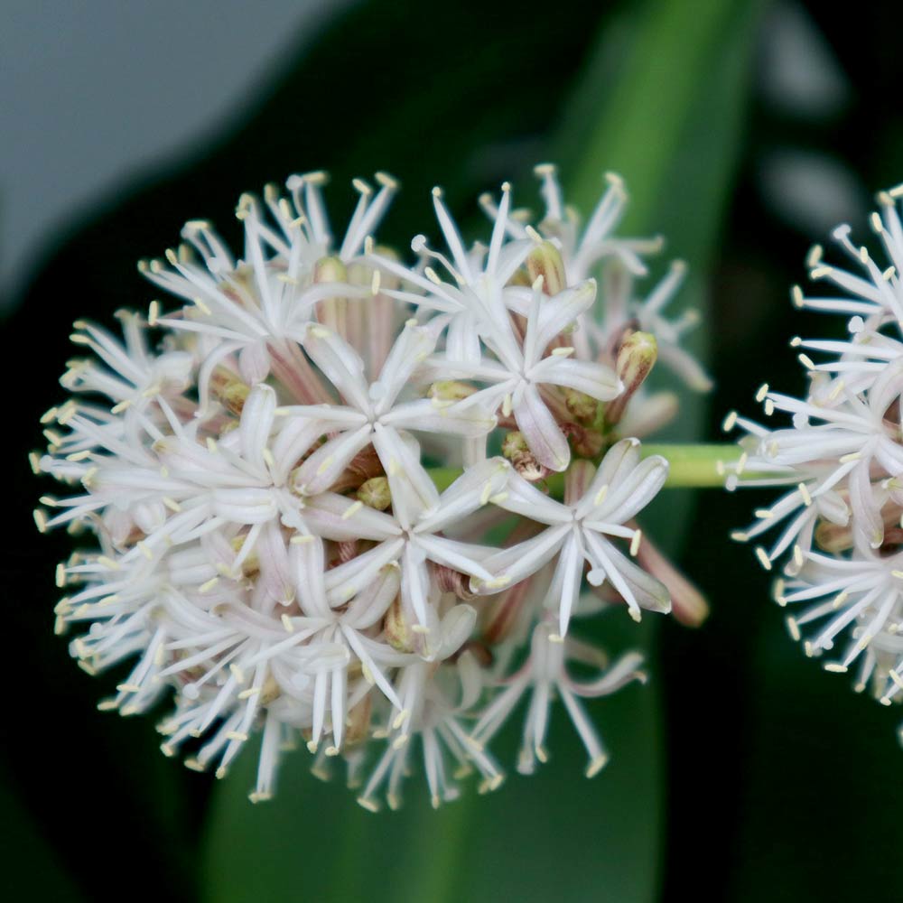 Dracaena Drakenbloedboom bloeit