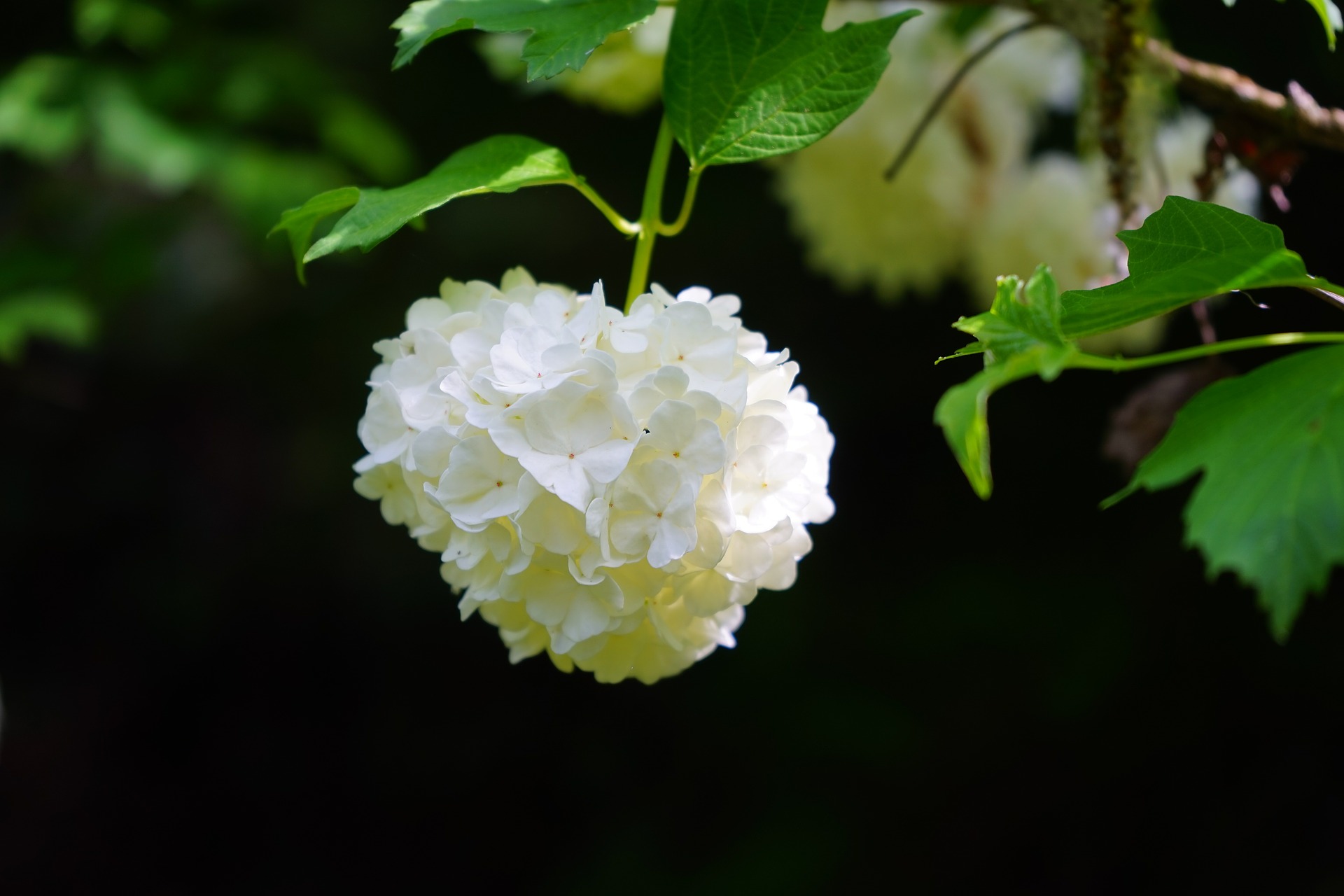 Viburnum Witte bloem