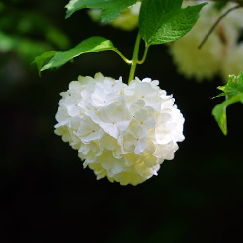 Viburnum Witte bloem