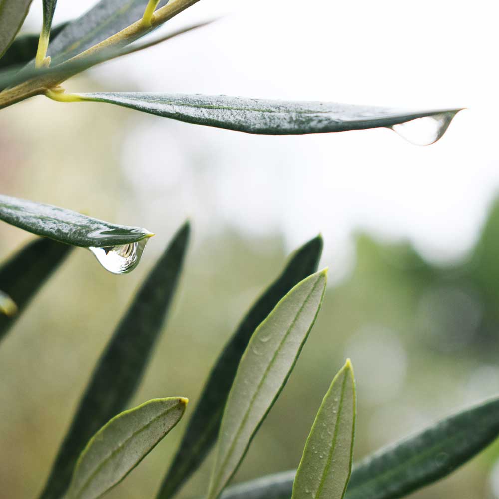 Olijfboom water geven