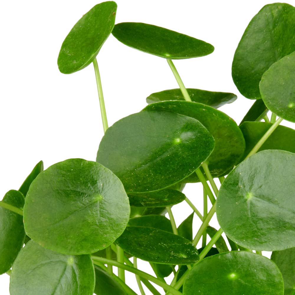 Pilea Peperomioides Pannenkoekenplant giftig