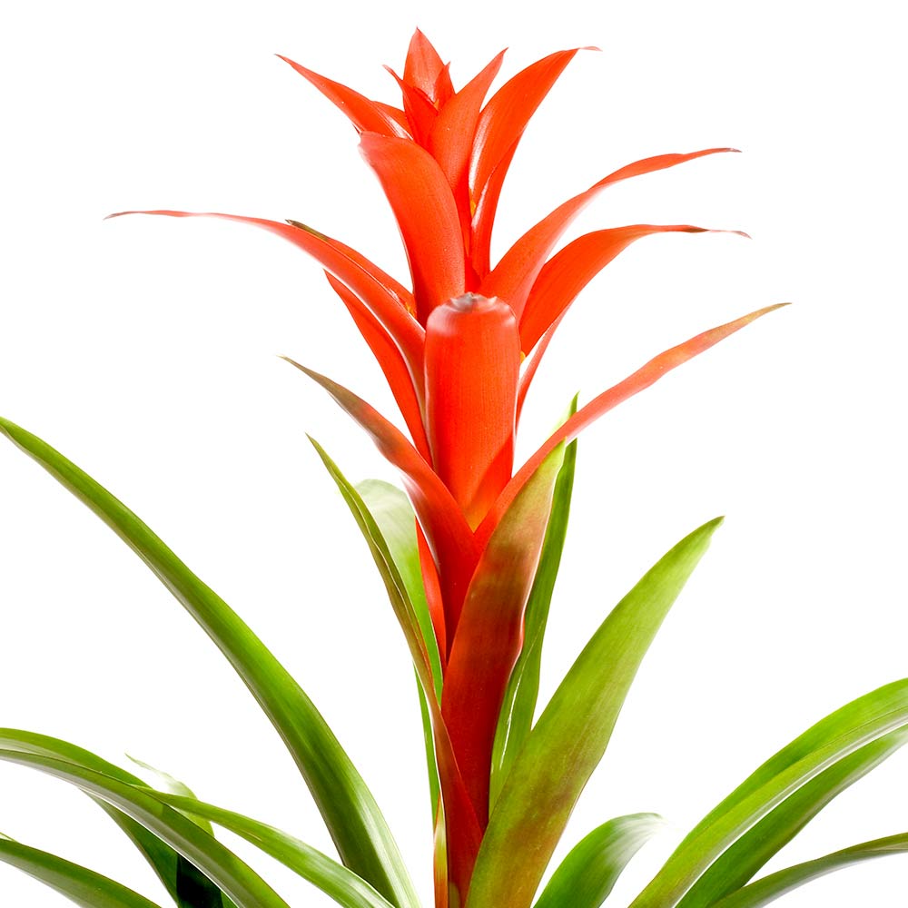 Bromelia kenmerken