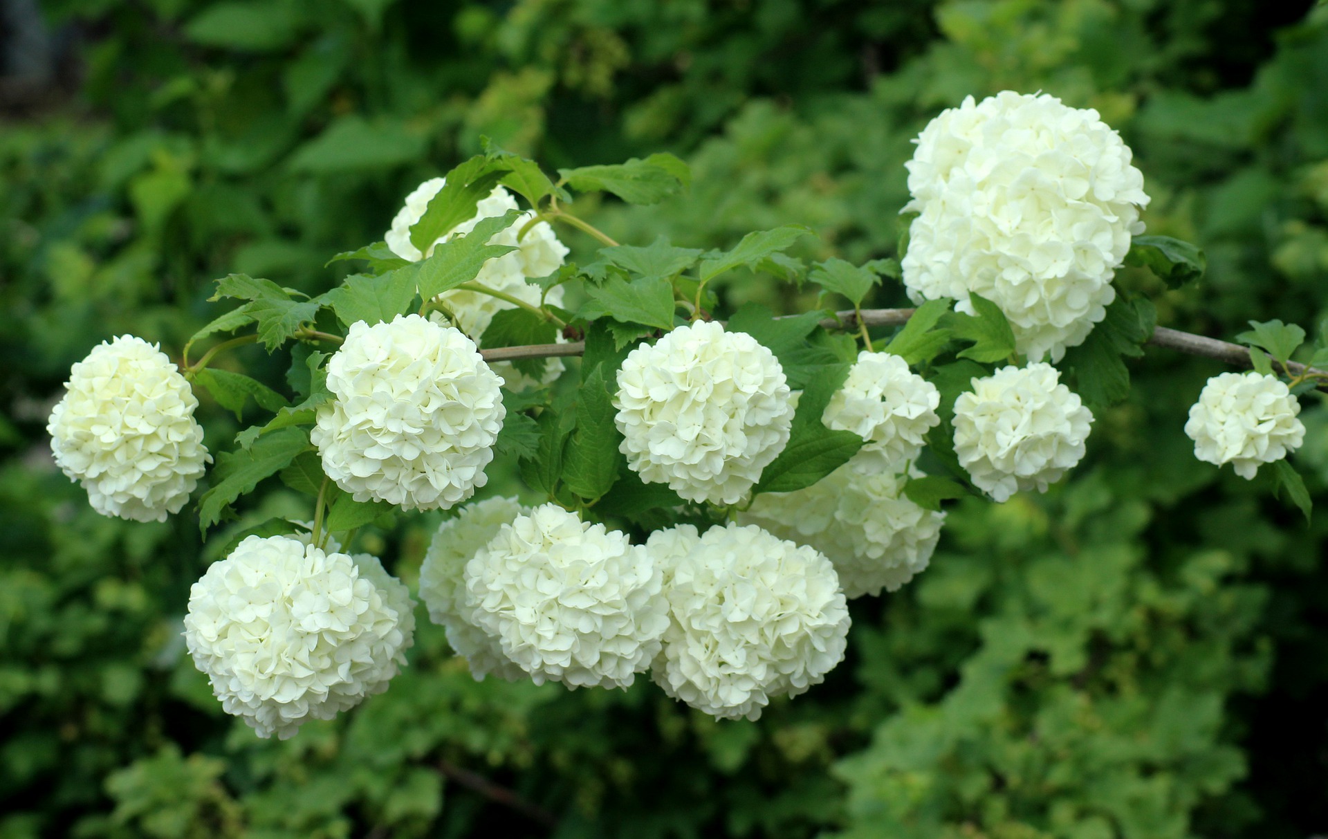 Verzorging en onderhoud Viburnum