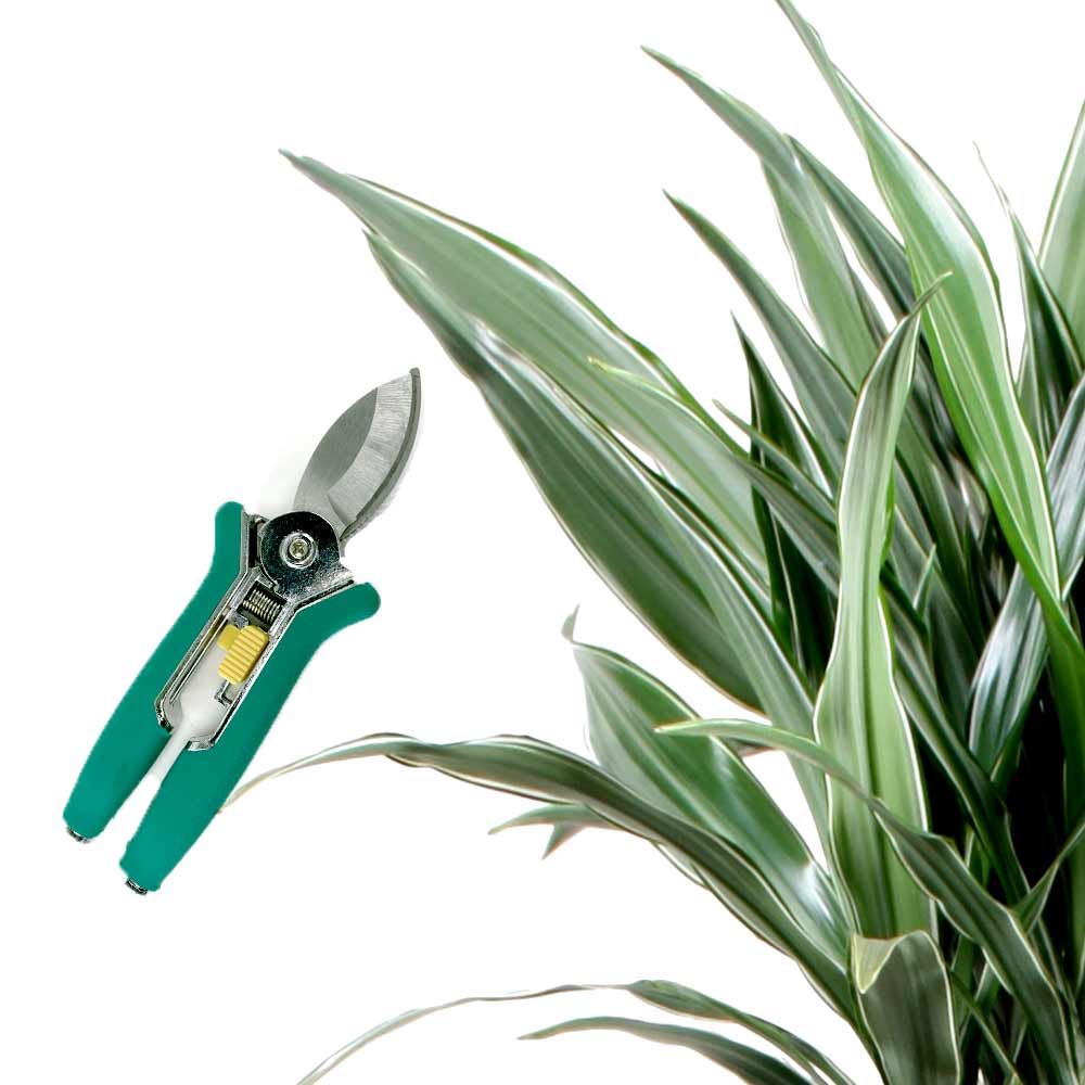 Dracaena Drakenbloedboom verzorging en snoeien