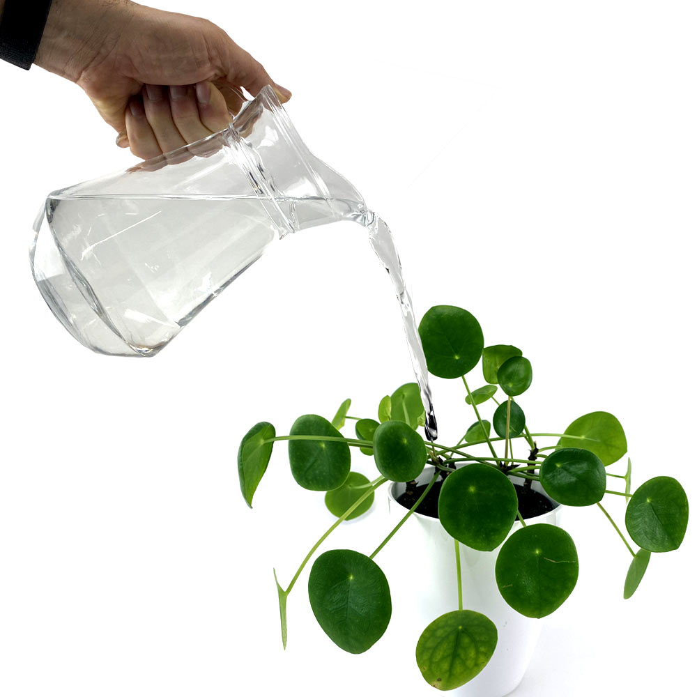 Pilea Peperomioides Pannenkoekenplant water geven