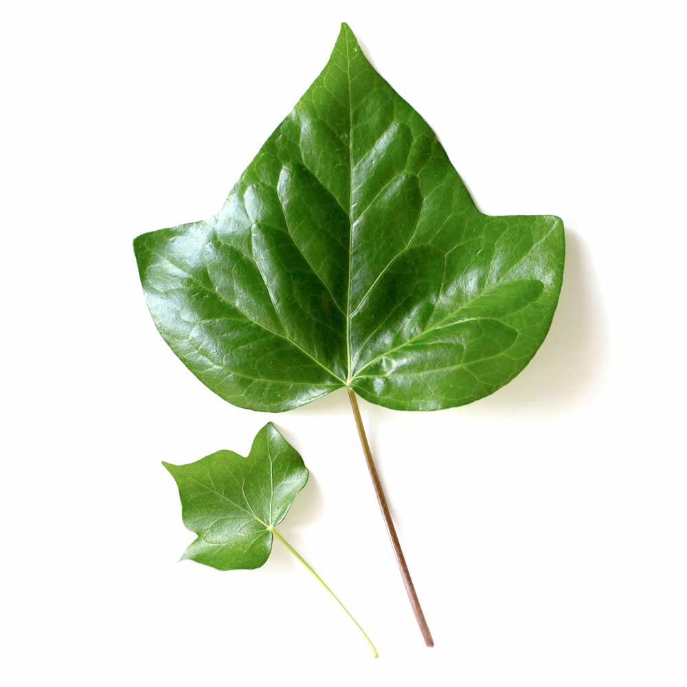 Hedera Klimop verzorging