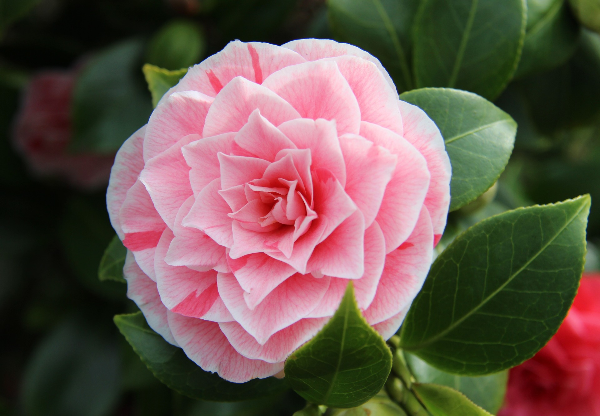 Camelia Bloem