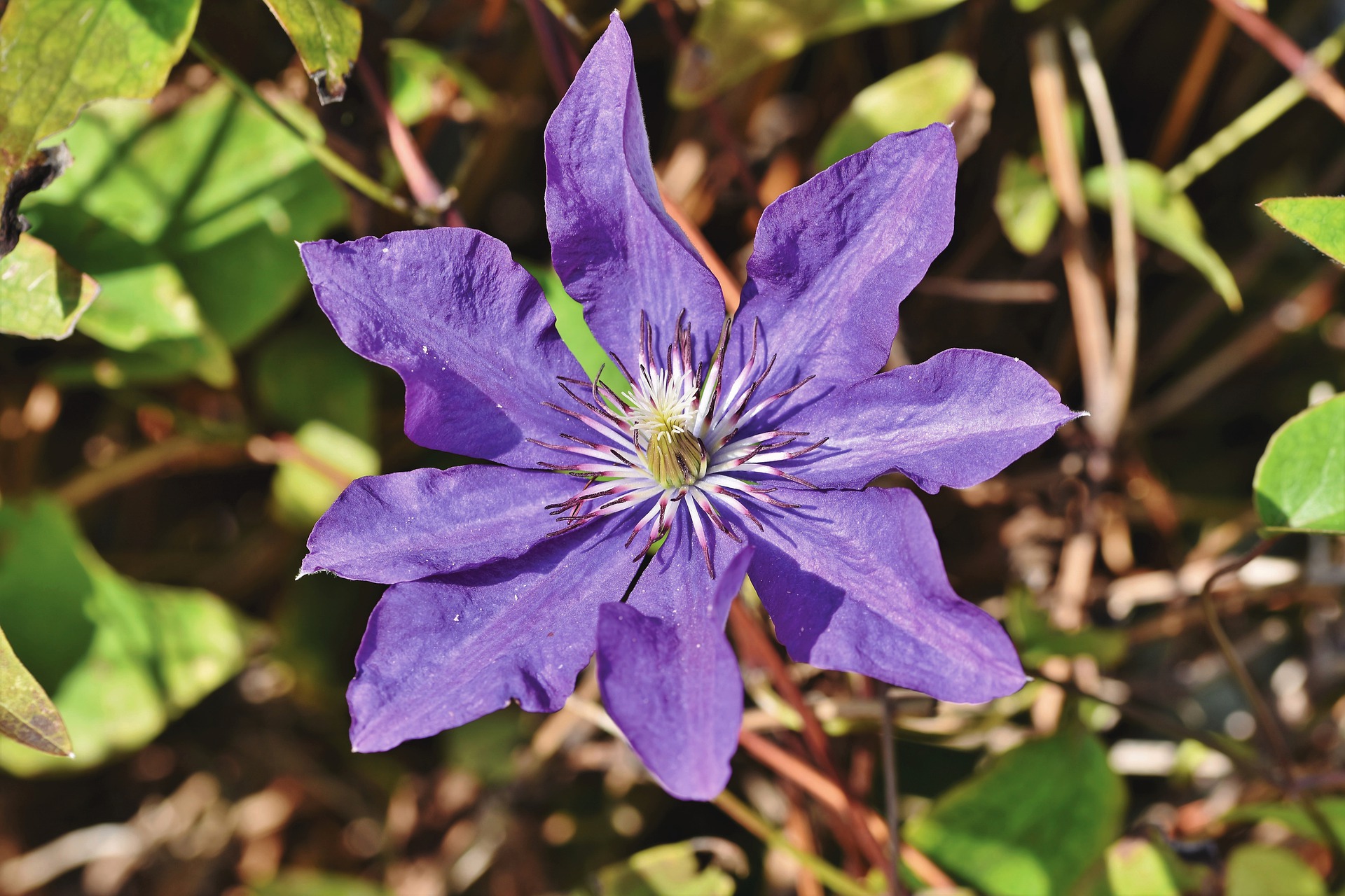 Clematis herkenning