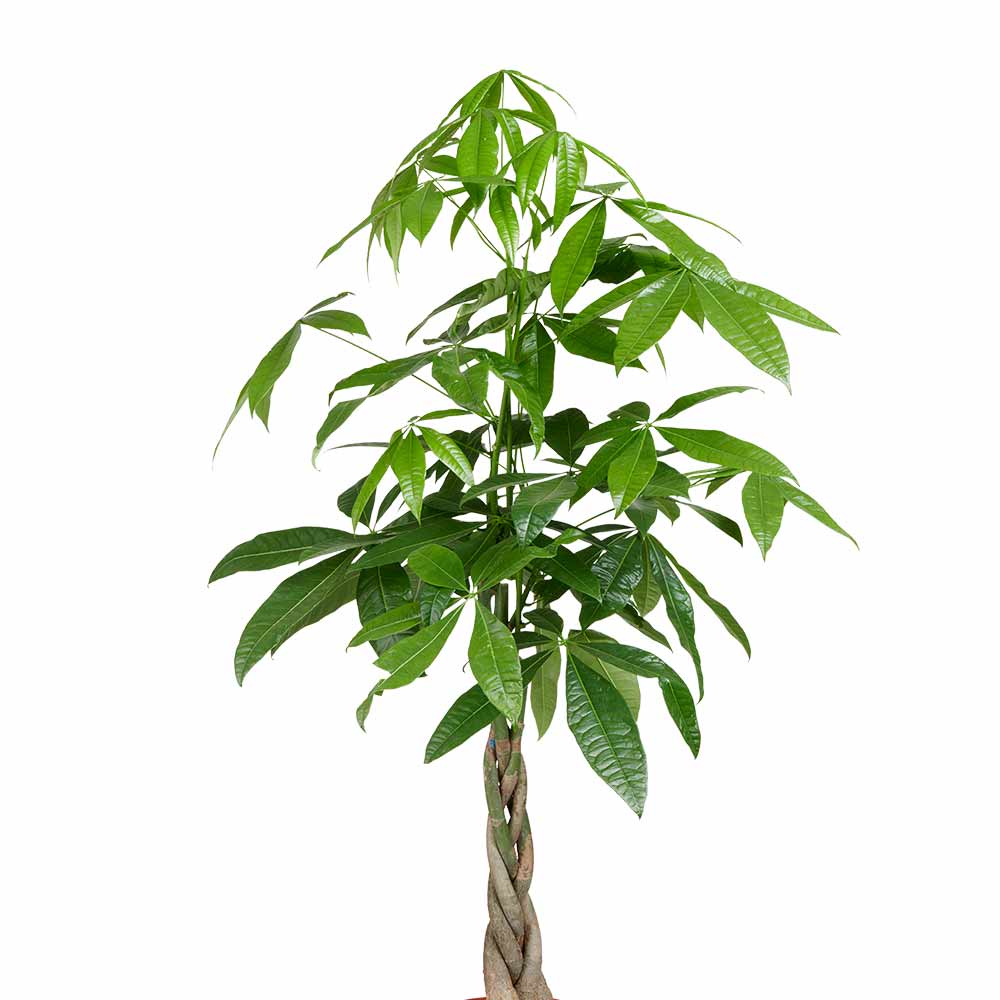 Pachira Aquatica Geldboom kenmerken