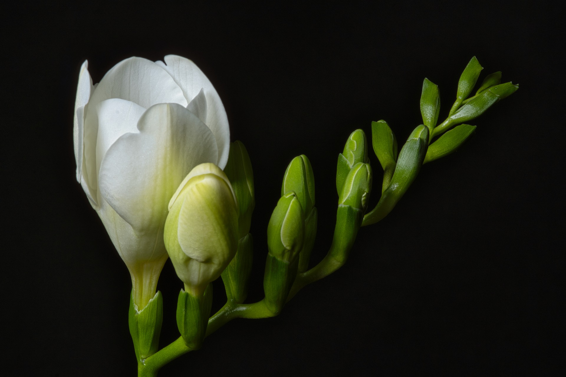 Freesia Bloeitijd seizoen