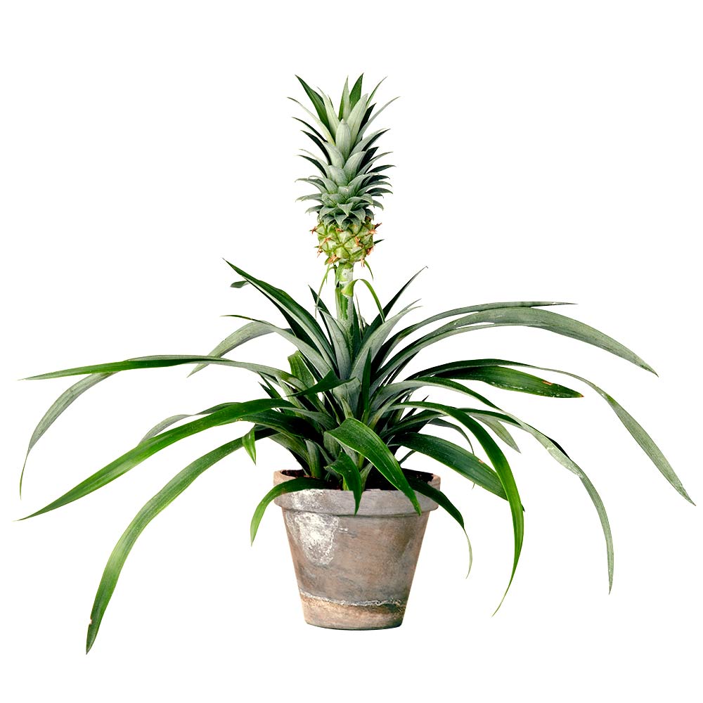 Bromelia Ananas Ananasplant in pot
