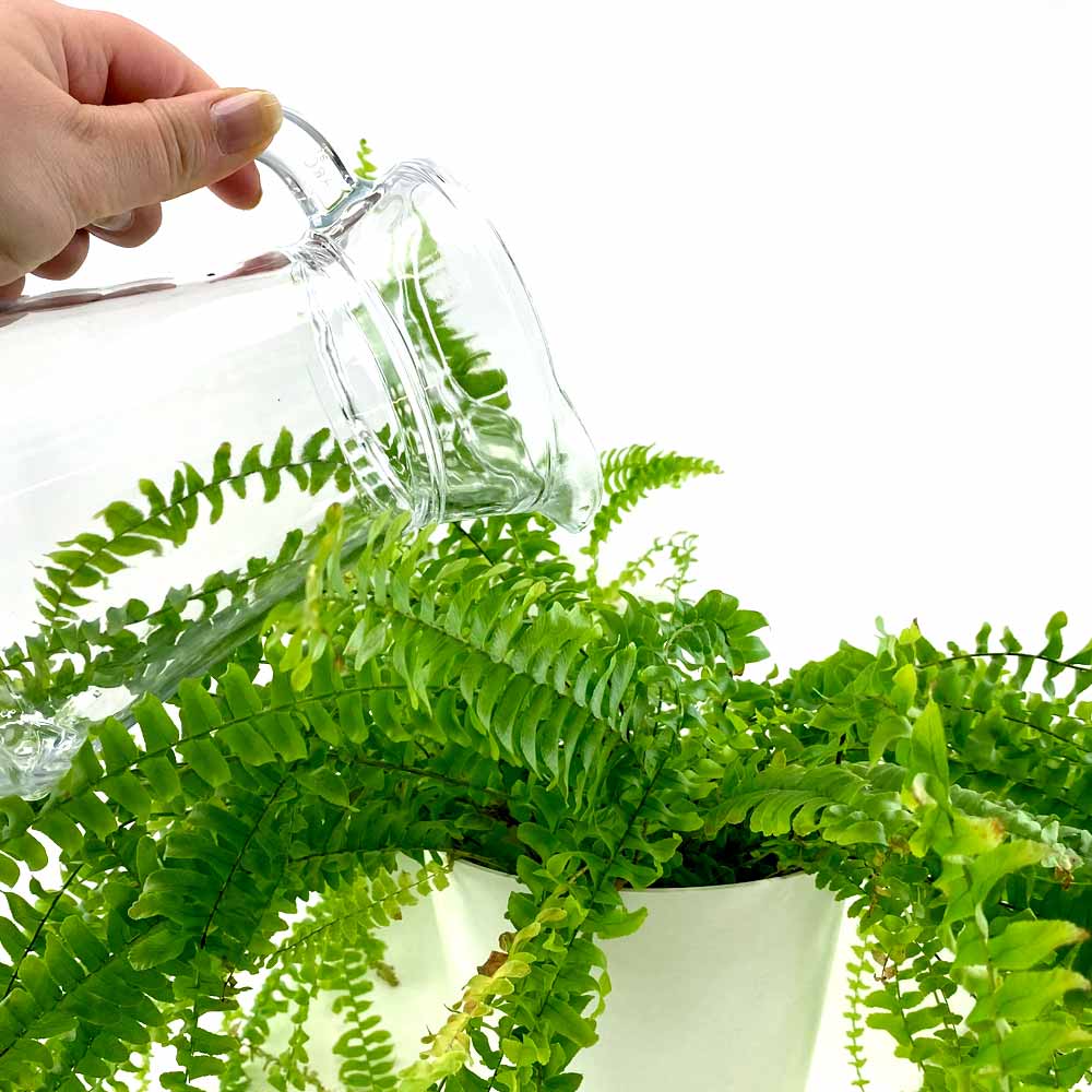 Nephrolepis Krulvaren water geven