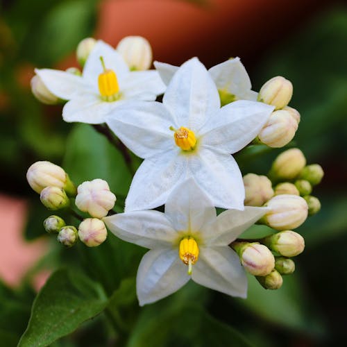 Jasmijn Bloem