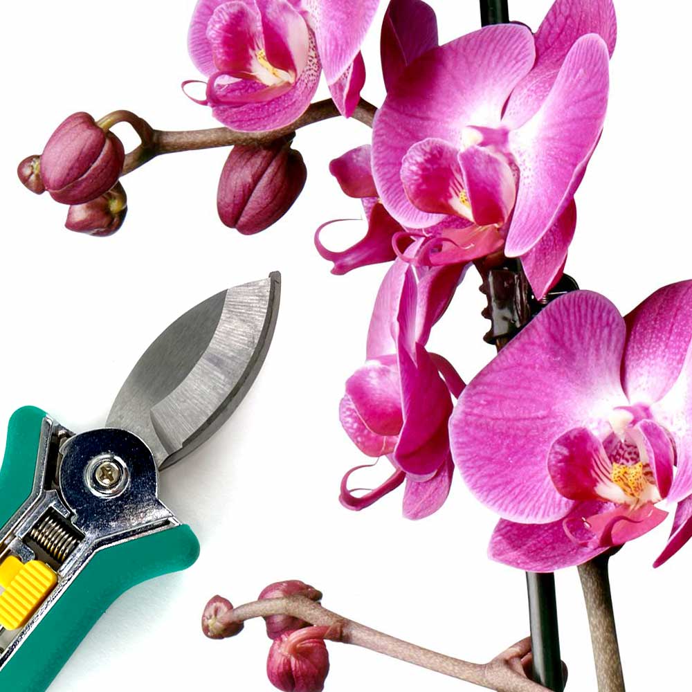 Phalaenopsis Orchidee snoeien
