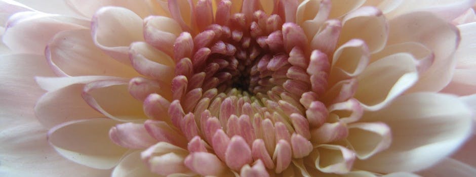 Cerebrum Verlichting kan zijn De bloem van de maand november: De chrysant