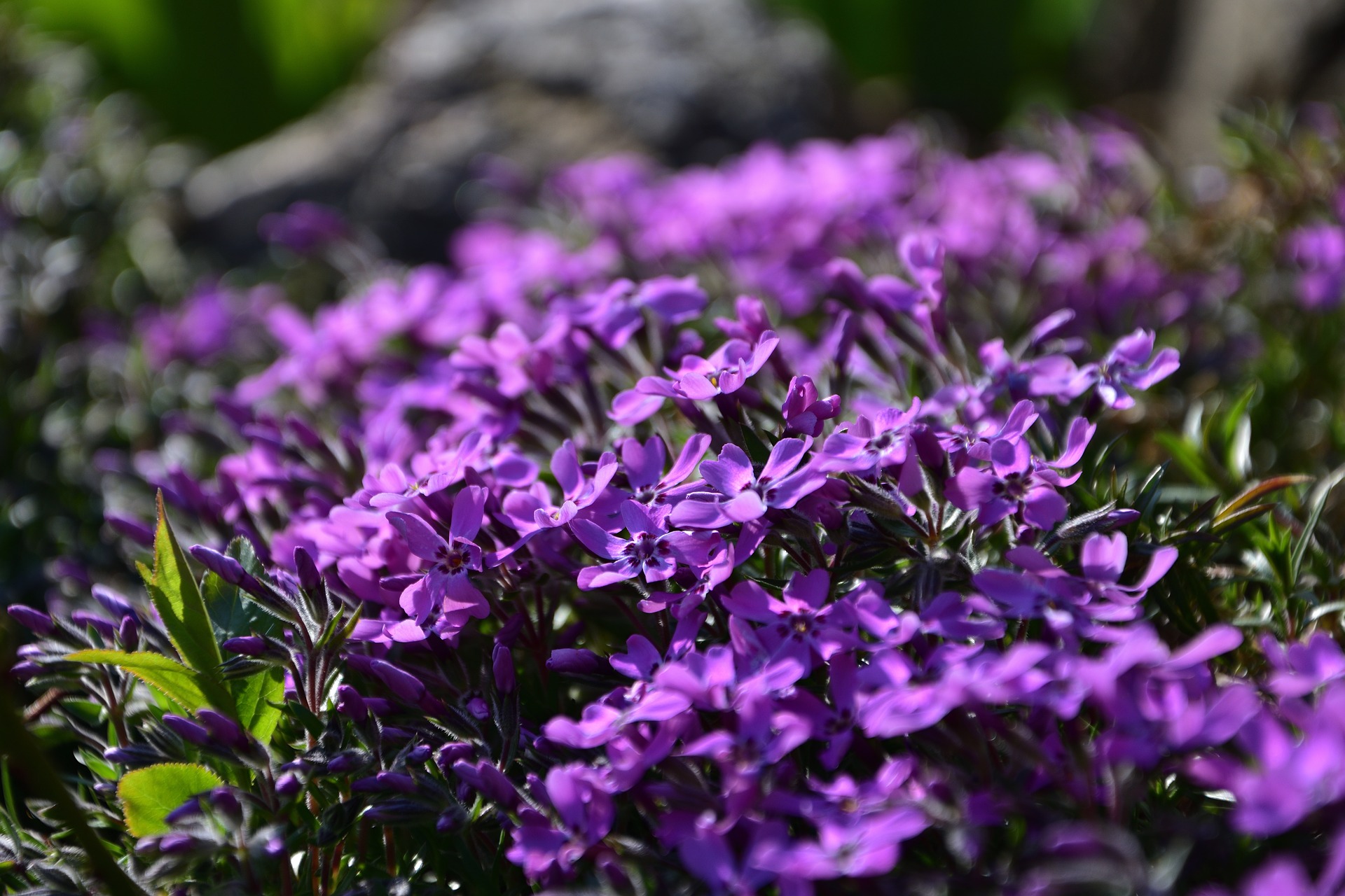 Phlox snoeien
