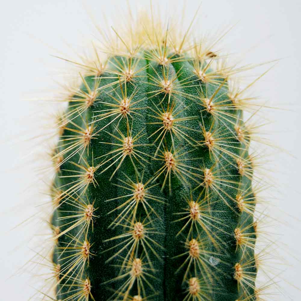 Cactus ongedierte